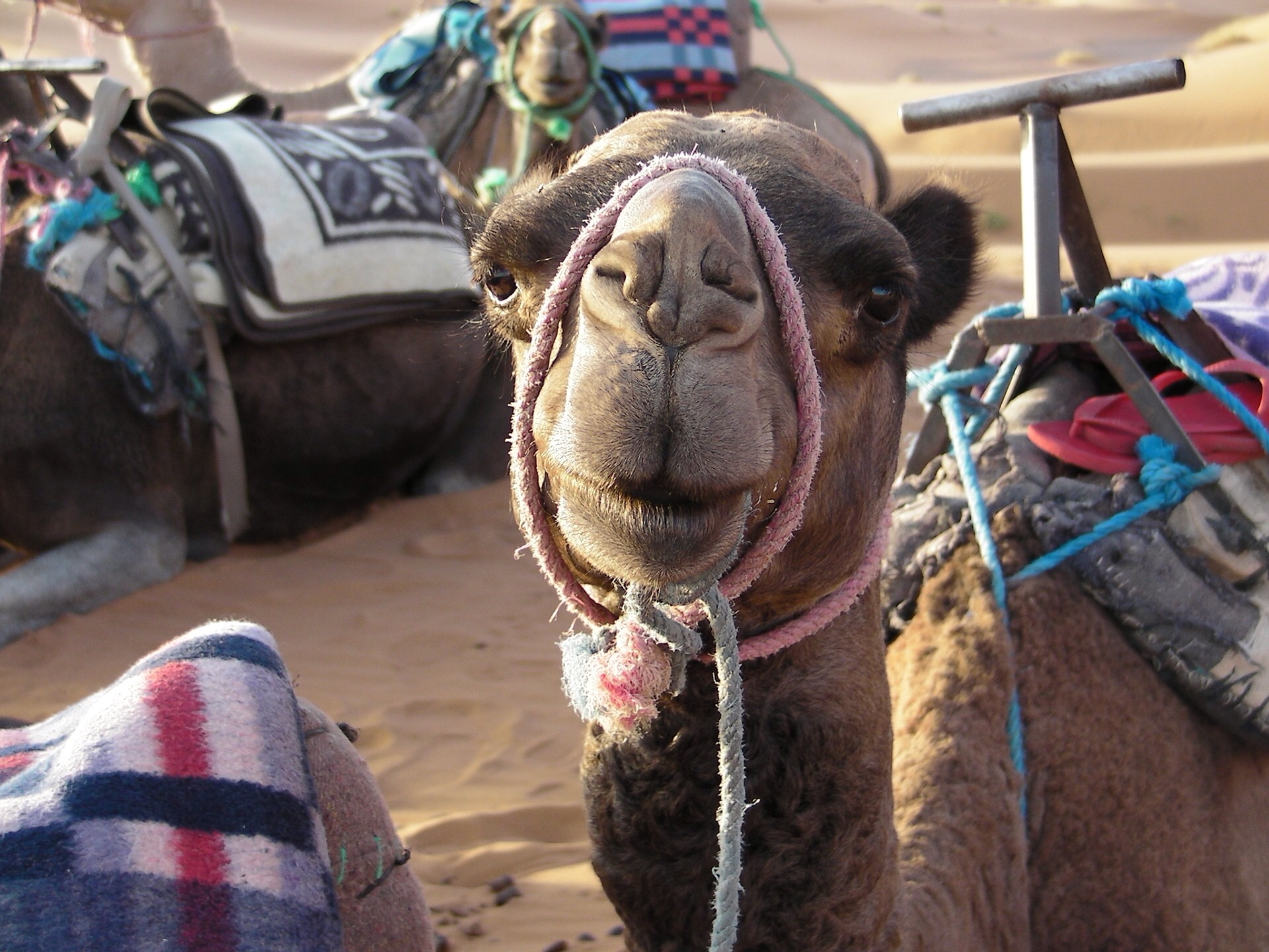 Camel