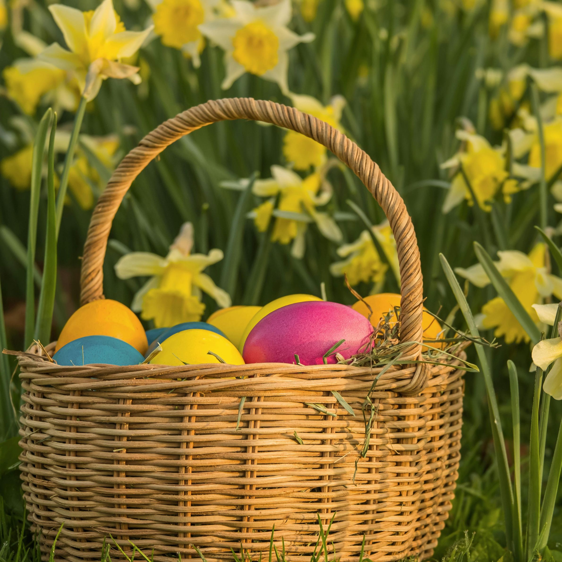 An image showing a wicker basket full of colour Easter eggs that have been collected against a backdrop of daffodils.