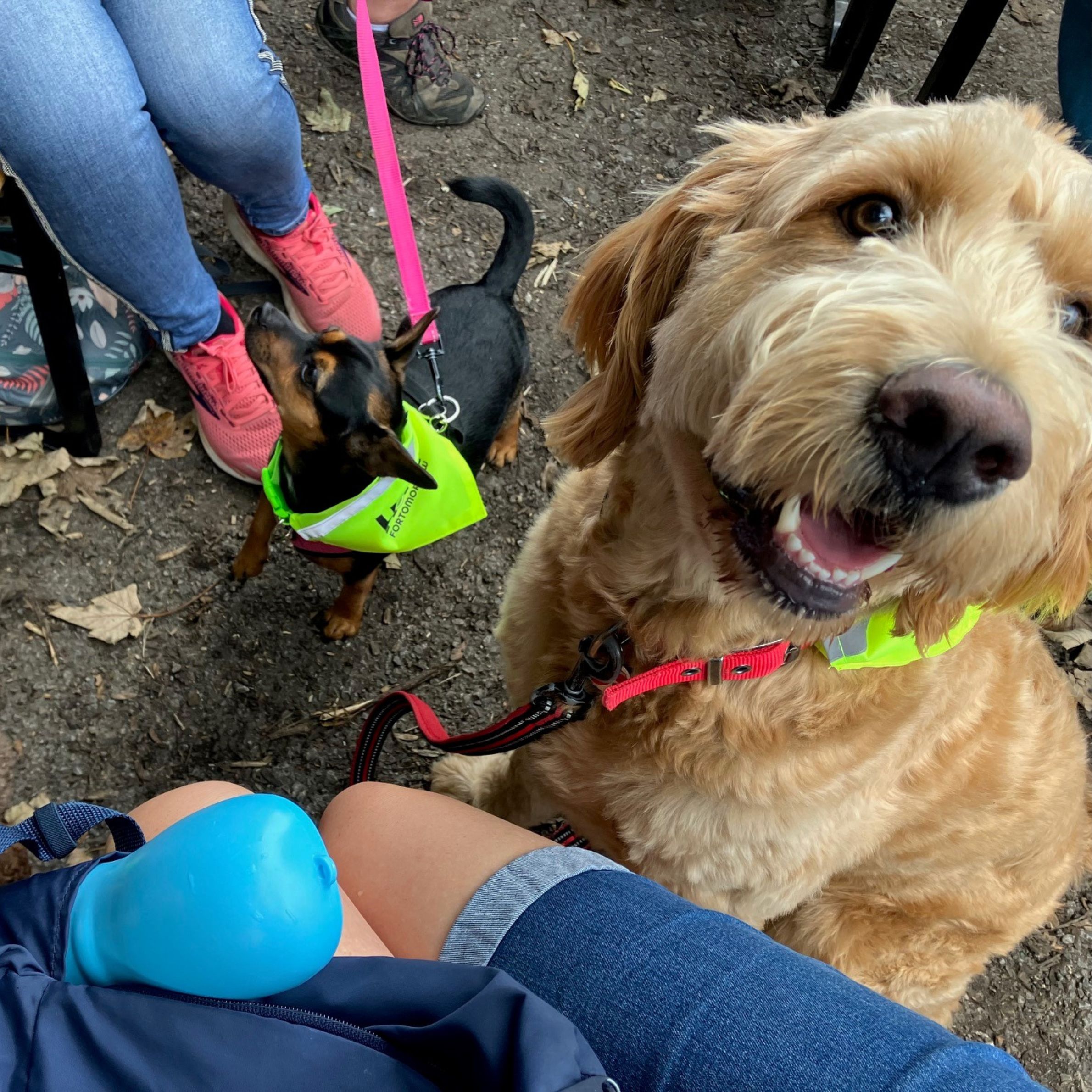 A photo showing dogs sitting dog and looking happy as they're out on a walk